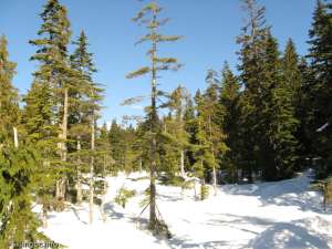 Off trail-to Hollyburn Meadows