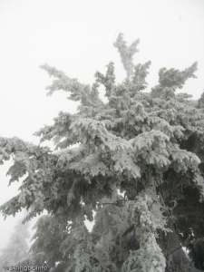 Frosty tree-